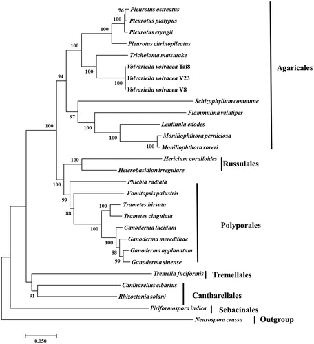 Figure 1. Neighbour-Joining analysis of 28 species belonging to Agaricomycotina (including three V. volvacea strains) based on 13 concatenated amino acid sequences. All the other 25 species used for phylogeny were listed following: Cantharellus cibarius (NC_020368), Flammulina velutipes (NC_021373), Fomitopsis palustris (NC_034349), Hericium coralloides (NC_033903), Ganoderma applanatum (NC_027188), Ganoderma lucidum (NC_021750), Ganoderma meredithae (NC_026782), Ganoderma sinense (NC_022933), Heterobasidion irregulare (NC_024555), Lentinula edodes (NC_018365), Moniliophthora perniciosa (NC_005927), Moniliophthora roreri (NC_015400), Pleurotus citrinopileatus (NC_036998), Pleurotus ostreatus (NC_009905), Pleurotus platypus (NC_036999), Phlebia radiata (NC_020148), Rhizoctonia solani (HF546977), Schizophyllum commune (NC_003049), Serendipita indica (FQ859090), Trametes hirsuta (NC_037239), Tremella fuciformis (NC_036422), Trichosporon asahii var. asahii (MT: JH925097), Trametes cingulata (NC_013933), and Tricholoma matsutake (NC_028135). Neurospora crassa (NC_026614) was served as outgroup. The percentages of replicate trees in which the associated taxa clustered together in the bootstrap test (1000 replicates) were shown next to the branches.