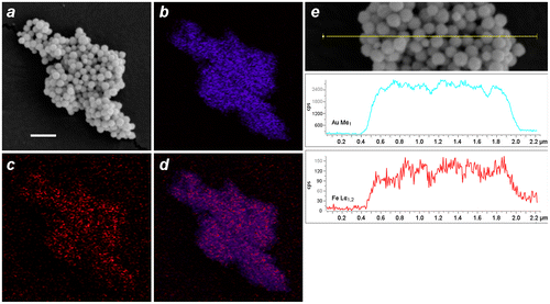 Figure 8. EDX–SEM data for DTC-cleansed MGNCs. (a) Backscattering image (bar = 500 nm), (b–d) elemental mapping for Au (Mα1: 2,123 eV), Fe (Lα1,2: 705 eV), and merged Au/Fe respectively. (e) Linescan across MGNCs, confirming the colocalization of Au and Fe.