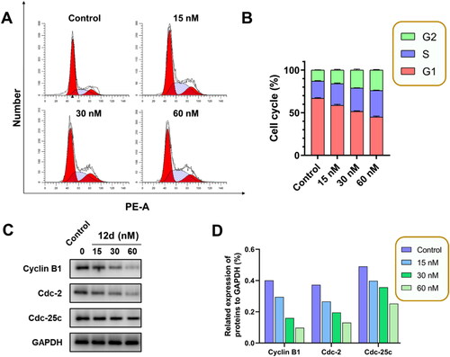 Figure 5. Effect of 12d on the cell cycle. (A) K562 cells was stained with PI to analysis cell cycle. (B) Histograms showed that 12d induced cell cycle arrest at G2/M phase. Error bars indicated SD of three independent experiments. (C) Expression of G2/M phase associated proteins were evaluated by western blotting assay. (D) Histograms showed the western blotting assay.