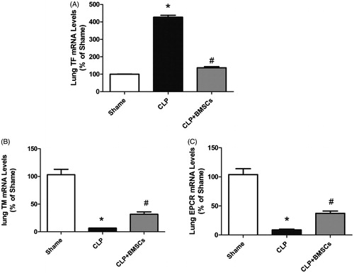 Figure 6. Effect of BMSCs on (A) TF, (B) TM, and (C) EPCR gene expression levels in lung tissues of CLP mice. RNA was isolated from lung tissues, and relative mRNA expression levels of TF, TM, and EPCR were measured by real-time RT-PCR. Results are reported as fold-change relative to CLP control (untreated) animals. Data are represented as mean ± SEM (n = 4 mice/group), and compared by one-way ANOVA and SNK method; *p < 0.05 versus sham group; #p < 0.05 versus the CLP control group. ANOVA: Analysis of Variance; CLP: cecal ligation and puncture; SEM: standard error of the mean; SNK: Student–Newman–Keuls.