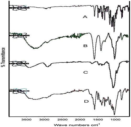 Figure 3. FTIR spectra of (A) PSS, (B) sodium alginate, (C) HPMC K100M and (D) alginate raft of optimized formulation AR9.