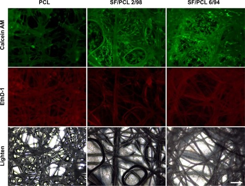 Figure 7 Viability/cytotoxicity staining of cells cultured on PCL 100, SF/PCL 2/98, and SF/PCL 6/94 nano/microfibrous composite scaffolds were observed at 5 days of culturing.Notes: Live cells were labeled with calcein acetomethoxy (AM; green), while dead cells were labeled with ethidium homodimer (EthD)-1 (red). Scale bar 200 μm.Abbreviations: PCL, poly(ε-caprolactone); SF, silk fibroin.