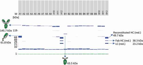 Figure 8. Antibody reconstitution in 96-well format using a surplus of Fab-IntN to demonstrate one-pot purification. A subset of the whole 96-well plate is illustrated. A1: Single anti-CD40 Fab IntN (61.5 kDa). B1: single huFc IntC (63.5 kDa). A2 to A9: Antibody fragments anti-CD40 IntN and huFc IntC were mixed in a ratio 3:1 and PTS was activated by 0.5 mM TCEP. Reconstituted antibodies were separated from non-reconstituted antibodies via Ni2+ beads and further treated with DHAA for reoxidation. Reconstituted anti-CD40 antibodies are indicated at 145.7 kDa under non-reduced conditions. A10-A11: Not treated with Ni2+ beads after reconstitution reaction, resulting in reconstituted anti-CD40 antibody as well as antibody fragments anti-CD40 IntN and huFc IntC. A12 and B12: Antibody fragments anti-CD40 IntN and huFc IntC after TCEP treatment without the addition of Ni2+ beads and DHAA (control). Gel band at 1 kDa (green): Lower Marker (LM). Blue band below 16 kDa: System Peak. The whole gel panel of the 96-well plate analysis is shown in Figure S12