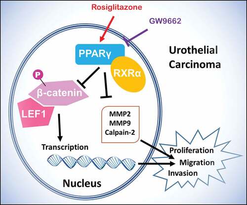 Figure 1. Scheme of PPARγ function and regulation of LEF1/phosphor-β-catenin and MMP2, MMP9 and calpain-2 in urothelial carcinoma. Rosiglitazone is PPARγ agonist, and GW9662 is PPARγ antagonist
