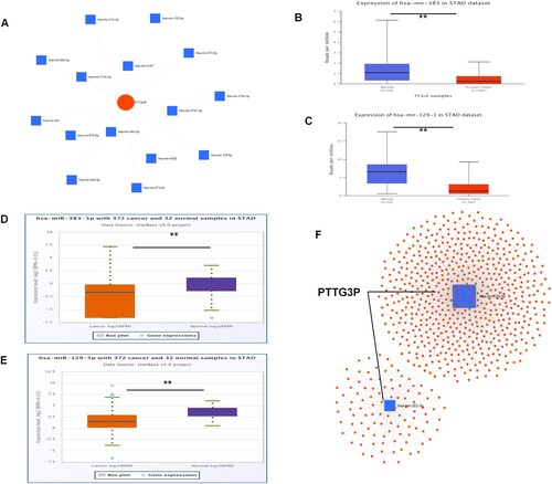 Figure 6. Construction of the PTTG3P-miRNA-mRNA network. (A) Potential PTTG3P-miRNA regulatory network. (B) UALCAN analysis of has-miR-383 levels in gastric cancer and normal control tissues. (C) Has-miR-129-1 levels in gastric cancer and normal control tissues were analyzed by UALCAN. (D) Expression of has-miR-385-5p in gastric cancer and normal control tissues were analyzed by Starbase. (E) Expression of has-miR-129-5p in breast cancer and normal control tissues were analyzed by Starbase. (F) Potential pseudogenetic PTTG3P-miRNA-mRNA regulatory network. (The five horizontal lines from bottom to top represent: minimum, 25th percentile, 50th percentile, 75th percentile and maximum values).