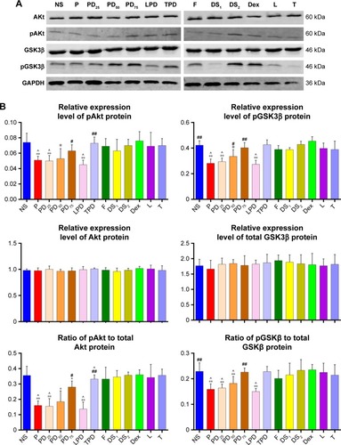 Figure 8 Pretreatment of young rats with Dex mitigated the propofol-attenuated Akt activation in the hippocampus of rats.