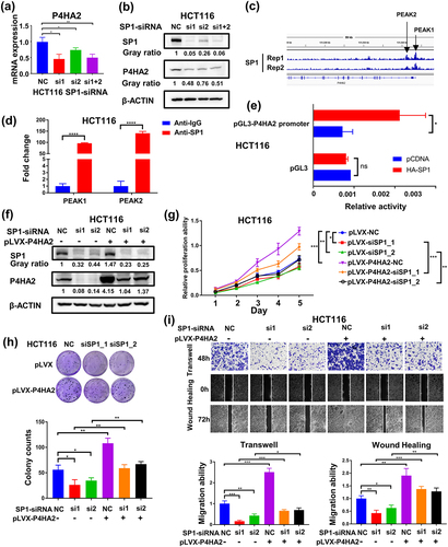 Figure 5. SP1 transcriptionally activates P4HA2 gene expression in colorectal cancer.
