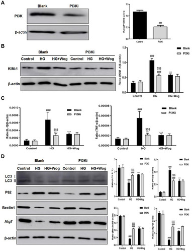 Figure 10 Wogonin fails to reduce the HG-induced cells inflammatory response and autophagy dysfunction in PI3K-inhibited HK-2 cells. (A) Western blot of PI3K in HK-2 cells. (B) Western blot of KIM-1 in HK-2 cells. (C) Real-time PCR of IL-1β and TNF-α in HK-2 cells. (D) Western blot analysis of LC3, P62, Beclin1 and Atg7 and in HK-2 cells. Results represent means ± SEM for three independent experiments. ###p < 0.001 VS Control. ***p < 0.001 VS HG. $$$p < 0.001 VS Blank.