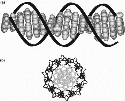 Figure 6. Schematic representation of double helical B-form DNA. The linearly arranged array of p-stacked aromatic heterocycles is depicted in grey; the sugar-phosphate backbone is coloured black: (a) view perpendicular to the helical axis and (b) view down the helical axis. Adapted from Treadway et al. (Citation2002).