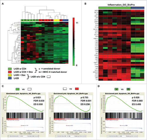 Figure 4. Gene expression profiling of co-cultures hints at interactions between MHC-II compatible CD4+ T cells and HRS cells. HLA-matched (mCD4+) or umatched (uCD4+) CD4+ T cells were co-cultured with HRS cells (HL cell line L428) in a ratio of 20:1 for 7 d. Co-cultures were separated in Dex-treated and non-treated groups. Monocultures of HRS cells served as controls. After 1 week of co-culture, HRS cells were purified by CD3-depletion and gene expression profiling (GEP) was performed, if amount of contaminating T cells was less than 5%. Controls were treated likewise. (A) Unsupervised hierarchical clustering shows differences between co-cultures and monocultures, whereas Dex-treated co-cultures clustered in one arm with monocultures. Interestingly, a random distribution of co-cultures with either mCD4+ (m) or uCD4+ (u) T cells could be observed. (B) Inflammation associated genes were significantly overexpressed by co-cultured L428 cells. (C) Gene set enrichment analysis (GSEA) showed up-regulation of genes associated with apoptosis in HRS cells after co-culture (left) and this effect was completely abolished by Dex-treatment (right). (D) Comparison of HRS cells co-cultured either with mCD4+ or uCD4+ T cells did not result in significant differences concerning apoptosis-related genes. ES, enrichment score; FDR, false discovery rate.