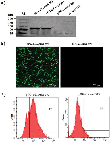 Figure 2. Confirmation of α-toxoid protein expression by pPG-α/L. casei 393. (a) The cell lysates were analyzed by western blotting with an anti–α-toxoid monoclonal antibody, and the results showed that pPG-α/L. casei 393, but not pPG/L. casei 393 and L. casei 393 expressed this toxoid. (b) Determination of the cell surface expression of the α-toxoid by laser confocal microscopy. The results revealed that there was clear-cut green fluorescence on the cell surface of pPG-α/L. casei 393, but not on pPG/L. casei 393. (c) The cell surface expression of the α-toxoid protein as analyzed by flow cytometry.