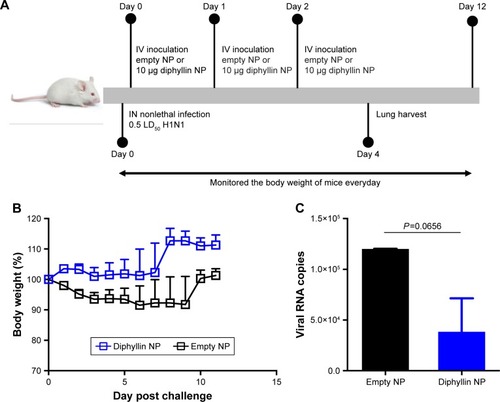 Figure 6 Antiviral efficacy of diphyllin nanoparticles in vivo in a nonlethal dose viral infection.Notes: (A) Schematic presentation of the mice treatment schedule. Mice (6 mice/group) were inoculated intranasally with 100,000 PFU (0.5 LD50) of H1N1 and intravenously treated with nanoparticles loaded with 10 µg of diphyllin nanoparticles or empty nanoparticles of equivalent polymer content daily for 3 days. (B) The body weight of the mice was monitored in both groups. (C) Viral load in lungs of mice in both groups on day 5 postinfection. Two groups were compared by unpaired t-test. Data in the plot represent the mean ± SEM.Abbreviations: NP, nanoparticle; IV, intravenous; IN, intranasal; PFU, plaque-forming unit; LD50, 50% lethal dose; SEM, standard error of the mean.