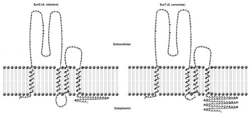 Figure 3 Predicted topology of SurG (A. nidulans) and Sur7 (S. cerevisiae). Graphic representation of the secondary structures of these proteins obtained with TMRP res2D (bioinformatics.biol.uoa.gr/TMRPres2D/index.jsp) based on the result from the TMHMM topology prediction tool (www.cbs.dtu.dk/services/TMHMM/).