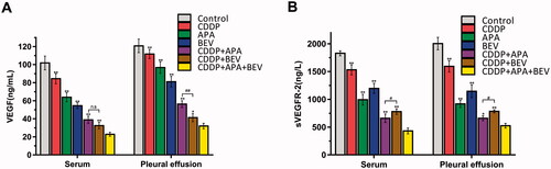 Figure 6. Combination therapy synergistically down-regulated VEGF/sVEGFR-2. Bar graphs showing VEGF (A) and sVEGFR-2 (B) levels in the serum and pleural exudates of the differentially treated mice. * p < .05, ** p < .01 vs CDDP + APA + BEV; # p < .05, ## p < .01 vs CDDP + BEV. APA: apatinib; BEV: bevacizumab; CDDP: cisplatin; n.s.: not significant; sVEGFR-2: soluble vascular endothelial growth factor receptor 2; VEGF, vascular endothelial growth factor.