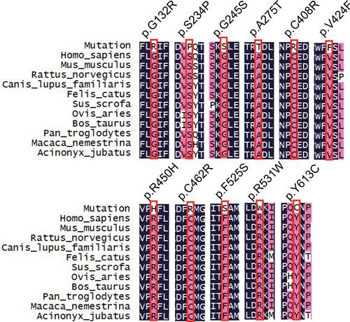 Figure 2 Multiple sequence alignment of TSHR protein among 11 different species.