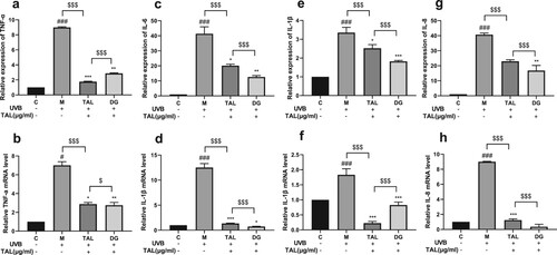 Figure 4. Regulation of inflammatory factor content in UVB-irradiated cells by TAL: (a, b) Changes in protein and gene levels of TNF-α; (c, d) Changes in protein and gene levels of IL-6; (e, f) Changes in protein and gene levels of IL-1β; (g, h) Changes in protein and gene levels of IL-8. (C: Control group; M: UVB irradiation model group).