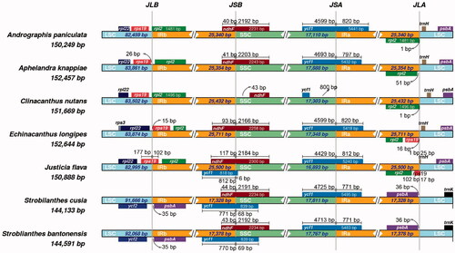 Figure 3. Comparison of the borders among LSC, SSC, and IR regions of seven species. The genes around the boundaries are shown above or below the main line. The JLB, JSB, JSA, and JLA represent junction sites of LSC/IRb, IRb/SSC, SSC/IRa, and IRa/LSC, respectively.