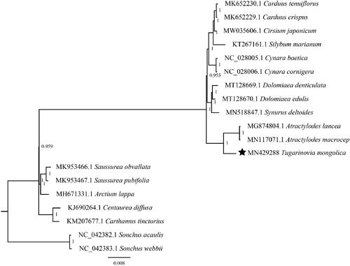 Figure 1. Phylogeny of 17 Carduoideae species based on chloroplast genome sequences. Sonchus acaulis and S. webbii were selected as outgroups. BI posterior probability is indicated for each branch.