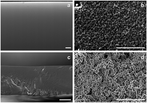 Figure 4. Cross-section SEM images of (a) MEA-containing PVA, (b) MEA-containing PEG, (c) PAMAM-containing PVA and (d) PAMAM-containing PEG membranes after amine elution test (bar: 10 μm).