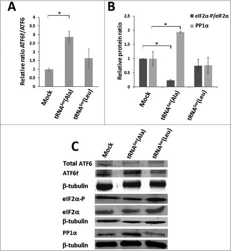 Figure 6. Activation of the UPR by misreading tRNAs in vivo. A) Activation of ATF6 in tumors harboring the wild-type and misreading tRNAs. Total ATF6 and ATF6 fragment were detected by immunoblotting. B) eIF2α-P and PP1Α catalytic subunit levels in each tumor lysate were analyzed by immunoblotting and relative expression values are shown. β-tubulin levels served as protein loading control. C) Representative immunoblots for total ATF6, ATF6 fragment, total eiF2α, eIF2α-P, PP1α catalytic subunit and β-tubulin for each membrane. Graphics depict average ± SEM (n = 3). Data was analyzed by One-way ANOVA with Dunnett's post-test and significant p-values are shown (*p < 0.05).