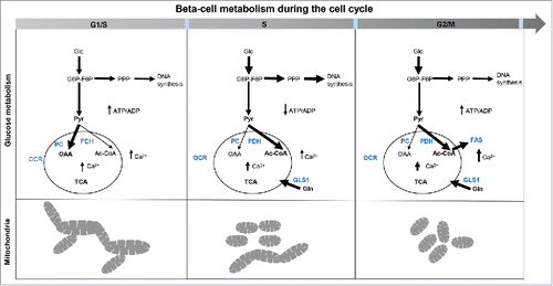 Figure 8. Cellular metabolism in replicating INS 832/13. Schematic of the metabolic changes in INS 832/13 cells synchronized at G1/S, S and G2/M. At G1/S fused-to-intermediate mitochondria dominate and coincide with a peak in the pyruvate anaplerosis; this is alternated in the S phase by a higher involvement of pyruvate dehydrogenase branch of the TCA cycle and more prominent diversion of glucose into the pentose phosphate pathway while at G2/M more fatty acids are synthesized important for securing membrane formation in mitosis and there is another rise in Ca2+ necessary for mitosis. Mitochondria are more fragmented in the S phase and at G2/M phase of the cell cycle to secure mitochondrial inheritance during division.