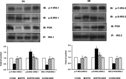 Figure 5. Effect of genistein on IRS-1 and 2 phosphorylation. (A and B) The effects of genistein on IRS-1 and 2 serine and tyrosine phosphorylation and p85PI3K association to IRS-1 and 2 in liver of experimental animals after insulin stimulation. The serine and tyrosine phosphorylation of IRS-1 or 2 and the association of IRS-1 or 2 with PI3K were assessed by anti-phosphoserine or anti-phosphotyrosine or p85PI3K western blot of IRS-1 or 2 immunoprecipitates. Blots were stripped of bound antibodies and re-probed with either anti-IRS-1 or 2 antibodies to normalize the blots for protein levels. Densitometric data of phosphoserine, phosphotyrosine and IRS-1 or 2/p85PI3K association to IRS-1 or 2 are expressed as fold change with respect to control. Data are expressed as mean ± SD of six mice. IP, immunoprecipitation; IB, immunoblotting; *p < 0.05 compared to control; †p < 0.05 compared to HFFD.