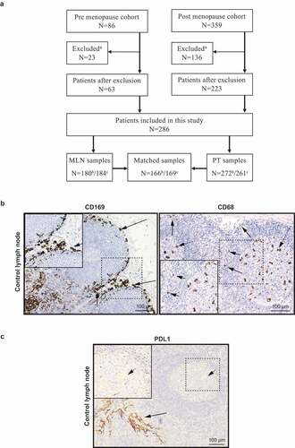 Figure 1. Cohort flow diagram and immunohistochemical staining of biomarkers in lymph node. (a) Cohort flow diagram for biomarker evaluation. aExcluded = both primary tumor (PT) and metastatic lymph node (MLN) material missing. b CD169 and PDL1 evaluation. c CD68 evaluation. (b) Positive staining control for CD169 (left) and CD68 (right) macrophages in a metastasis free control lymph node from a breast cancer patient. Arrows point to Subcapsular sinus macrophages (CD169+) surrounding the lymphoid follicles. The CD68 staining was titrated to show differences in intensity of CD68 in the various macrophage compartments in human lymph node, where black arrows point to subcapsular sinus macrophages with weak CD68 expression and dashed arrows point to germinal center tingible body macrophages with a strong CD68 expression.Citation32 (c) Positive staining control for PDL1 in a human tonsil. Arrows point to epithelial crypt cells (black arrows) and to a small extent and of weak expression in the germinal center macrophages in lymphoid follicles (dashed arrows) as previously described.Citation33