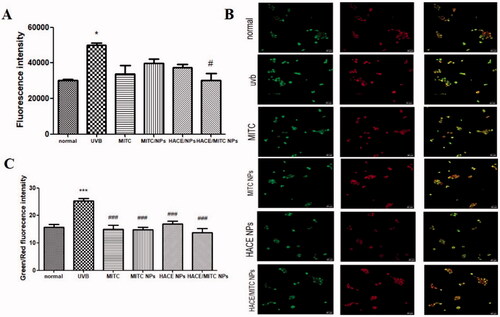 Figure 9. (A) ROS levels of MITC, MITC NPs, HACE/NPs, and HACE/MITC NPs on ROS generation in UVB-irradiated HaCaT cells; (B) effects of MITC, MITC NPs, HACE/NPs, and HACE/MITC NPs on the mitochondrial membrane potential in UVB-irradiated HaCaT cells; (C) green/red fluorescence intensities of each group. Results are expressed as the mean ± SD of three independent experiments; ***p < .001, *p < .05, vs. the UVB group, ###p < .001, #p < .05 vs. the normal group.