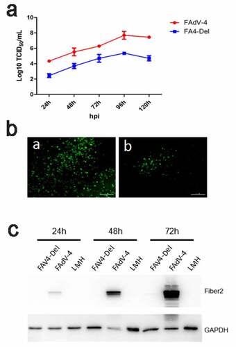 Figure 6. FAV4_Del showed low replication ability in LMH cells. (a) LMH cells were infected with FAV4_Del and FAdV-4 at the same dose, the viral supernatant collected from infected LMH cells at indicated time points were then titrated with TCID50. (b) LMH cells infected with the FAV4_Del and FAdV-4 were analyzed by IFA using mAb 3B5 against Fiber-1. (c) LMH cells infected with FAV4_Del and FAdV-4 were harvested at different time points and lysed by lysis buffer, and then the lysates were examined with western blot by mAb 1C9 against Fiber-2. All experiments were performed for three times with comparable results