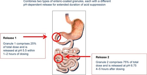 Figure 1 Dexlansoprazole dual delayed-release technology releases drug in two phases.