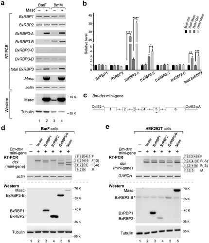 Figure 6. Masc regulates expression of BxRBP3 isoforms but not Bm-dsx.(A) OE of Masc in the silkworm cell lines stimulates expression of BxRBP3-A and -B. Empty vector is tested as a negative control. Expression levels of Masc were shown by RT-PCR and western blotting. Actin and Tubulin are used as loading controls. (B) Semi-quantitative detection of RT-PCR products in panel (A), which are mean ± s.d. of three independent experiments. (C) Schematic of Bm-dsx mini-gene. The arrows indicate locations of primers used for amplification. OpIE2, Orgyia pseudotsugata immediate early 2 promoter sequence; OpIE2 pA, Orgyia pseudotsugata immediate early 2 polyadenylation sequence. (D) Alternative splicing of Bm-dsx mini-gene in BmF cells with OE of BxRBPs or Masc. (E) Alternative splicing of Bm-dsx mini-gene in human HEK293T cells with OE of BxRBPs or Masc.Actin and GAPDH are used as loading controls of total RNA in BmF and HEK293T, respectively, and Tubulin is used as loading control of total protein for western blotting. Isoforms of Bm-dsx mini-gene are schematically indicated. Asterisk: non-specific signal.