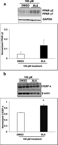 Figure 5. Protein expression of PPARγ, C/EBP α, FASn, adiponectin, pAKT and Glut4 for 100 µM of BL6 treatment along with DMSO control. Protein lysates from 3T3-L1 cells treated with 100 µM BL6 during differentiation were separated on a SDS-PAGE gel, transferred onto a nitrocellulose membrane and immunoblotted with PPARγ, C/EBP α, FAS, adiponectin, pAKT, Glut4, β actin, α tubulin, and GAPDH antibodies. Graphs show average density of protein bands normalized to either GAPDH, β actin or α tubulin. The effect of 100µM BL6 on protein expression was compared to its own DMSO control. Data are presented as average ± sd (n = 3). Statistical significance was determined by Student TTEST (P < 0.05) and shown by asterisks on top of the bar. The experiment was repeated a minimum of three times.