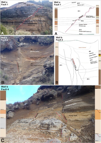 Figure 6. Faults in section 1 in the Upper Waikato Stream. A, Wall ‘a’ main fault exposure, showing fault 1 displacing volcanic deposits older than c. 28 ka (left, field photo; right, interpretation with stratigraphic column). B, Wall ‘b’ showing the location of fault 2 with a 0.3 m ‘fissure fill’ (left, field photo; right, interpretation with stratigraphic column). C, Detailed exposure of fault 4 on wall ‘b’ displacing tephras older than R11 lahars. The numbers show the elevation in m a.s.l. See Figure 2 for further information about stratigraphic units.