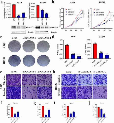 Figure 5. Effect of GALNT3 on the malignant progression of LUAD cells in vitro. (a) Interference with GALNT3 in A549 and H1299 cells (***p < 0.001). (b) CCK-8 assay detecting the changes in proliferation of LUAD cells (***p < 0.001). (c,d) Colony-forming assay detecting the changes in proliferation of LUAD cells (***p < 0.001). (e-j) Transwell assays detect the changes in migration and invasion of LUAD cells (***p < 0.001).