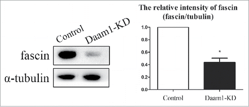 Figure 4. Daam1 knockdown affects the expression of Fascin in mouse oocytes. Fascin protein expression was decreased after Daam1 knock down showing with Western blot analysis. The band intensity of fascin measured by Image J also confirmed this. *: significant difference (p < 0.05).