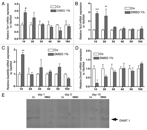 Figure 4. Time course for DMSO regulated expression of genes involved in active DNA demethylation. Tet1 was significantly upregulated on day 1 while on day 2 the upregulation showed only a tendency. No regulation was found until day 10 (A). Tet2 was significantly upregulated on the first both days but no regulation was found until day 10 (B). On first day, Gadd45b was significantly upregulated (C), while Dnmt1 was significantly downregulated (D). No regulation was found during the further culture time. Downregulation of DNMT1 was also found at the protein level (E). To analyze mRNA expressions, RNA was isolated and analyzed by qRT-PCR. Gene expressions were normalized to 18S rRNA. Treated probes are referred as fold change to untreated control (Co). Results are represented as mean +/− SD *p < 0.05, **p < 0.01, ***p < 0.001, n = 3. Significances were calculated by two-way ANOVA and Bonferroni post hoc test.