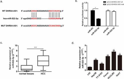 Figure 5. miR-522-3p was identified as a target gene of DHRS4-AS1. (a) The bioinformatics prediction biding site. (b) The result of dual-luciferase assay. (c) miR-522-3p was overexpressed in HCC tissues. (d) QRT-PCR detected significant high expression of miR-522-3p in HCC cell lines. N = 3, *p < 0.05, **p < 0.01