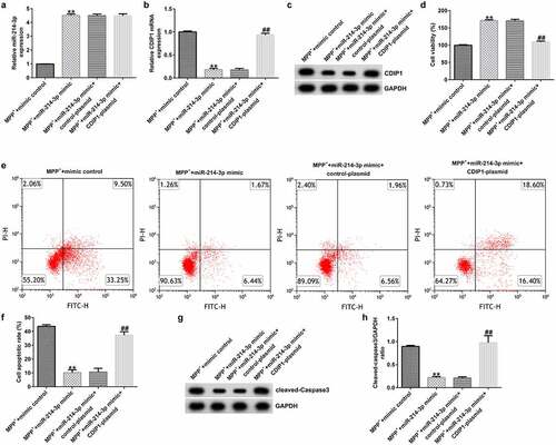 Figure 7. miR-214-3p regulated SH-SY5Y cells viability and apoptosis via CDIP1. miR-214-3p (a) and CDIP1 (b-c) levels in SH-SY5Y cells were assessed by qRT-PCR assay and Western blot. (d) MTT assay was applied to measure cell viability. (e) Analysis of apoptotic cells. (f) Quantification of apoptotic cells. (g) Determination of Cleaved Caspase-3 expression. (h) The ratio of Cleaved Caspase-3/GAPDH value. * P < 0.05, **P < 0.01 vs. control.