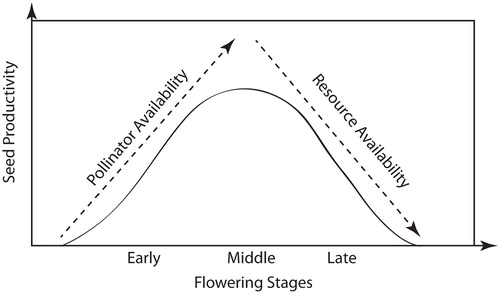 FIGURE 5. A schematic of the interrelationships among seed productivity, pollinator and resource availabilities, and the three stages in the flowering season (early, middle, and late; see Fig. 1). Seed productivity is a function of the availability of pollinators (insects) and resources (e.g., light and soil nutrients). The availability of pollinators increases from the early- to the late-flowering stage; the availability of resources decreases from the early- to the late-flowering stage. These two opposing trends result in maximum seed productivity during the middle-flowering stage, but permit limited seed yield across the entire flowering season.