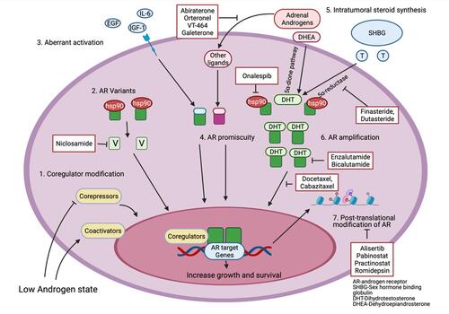 Figure 1 Androgen receptor mediated mechanisms of castration resistance in prostate cancer along with potential therapeutic targets. Made with Biorender.com.