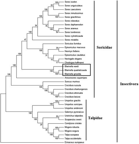 Figure 1. Phylogenetic tree generated using the Maximum Parsimony method based on complete mitochondrial genomes. Chodsigoa hoffmanni (MK940327), Crocidura lasiura (KR007669), Crocidura shantungensis (JX968507), Crocidura attenuata (KP120863), Crocidura russula (AY769264), Episoriculus macrurus (KU246040), Episoriculus caudatus (KM503097), Neomys fodiens (KM092492), Nectogale elegans (KC503902), Anourosorex squamipes (KJ545899), Blarinella quadraticauda (KJ131179), Blarinella wardi (MF125692), Suncus murinus (KJ920198), Soriculus fumidus (AF348081), Sorex araneus (KT210896), Sorex cylindricauda (KF696672), Sorex unguiculatus (AB061527), Sorex tundrensis (KM067275), Sorex caecutiens (MF374796), Sorex roboratus (KY930906), Sorex isodon (MG983792), Sorex gracillimus (MF426913), Sorex mirabilis (MF438265), Sorex daphaenodon (MK110676), Sorex minutissimus (MH823669), Talpa europaea (Y19192), Urotrichus talpoides (AB099483), Uropsilus soricipes (JQ658979), Uropsilus gracilis (KM379136), Mogera wogura (AB099482), Mogera robusta (MK431828), Condylura cristata (KU144678), Galemys pyrenaicus (AY833419), Scapanulus oweni (KM506754), Talpa occidentalis (MF958963), Uropsilus andersoni (MF280389), Erinaceus europaeus (NC002080).