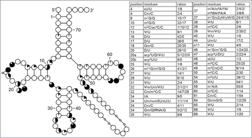 Figure 6. Modification profile for tRNA sequences from cytosol of Viridiplantae (55 sequences from 14 species). For the description of the tables and cloverleaf content see the legend for Figure 3. The numbering of the residues is presented in Figure 1. xG64 in Scenedesmus obliquus and Triticum aestivum is most probably Gr(p), like in cytoplasmic tRNAIni from S. cerevisiae. The list of species from which the analyzed tRNA sequences originate is provided in Supplementary Table.1.