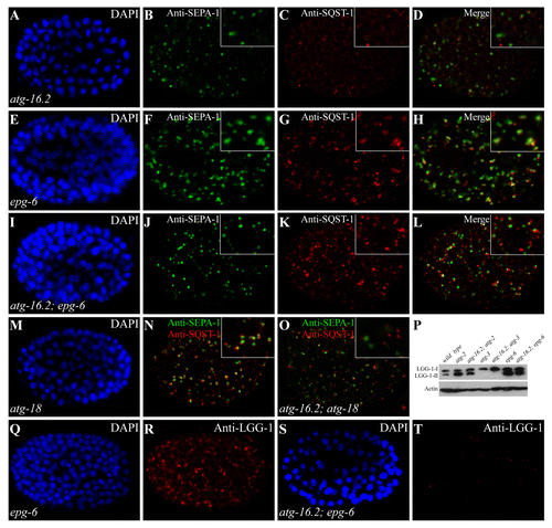 Figure 3. Epistasis analysis of atg-16.2 and other autophagy mutants. (A–D) In atg-16.2 mutants, SEPA-1 and SQST-1 aggregates are small and spherical and are separable from each other. (A). DAPI image of the embryo shown in (B). (E–H) SEPA-1 aggregates are enlarged and largely colocalize with SQST-1 aggregates in epg-6 mutants. Colocalization refers to two aggregates showing > 70% overlap in their fluorescence signals. (I-L) In atg-16.2; epg-6 double mutants, similar to atg-16.2 single mutants, SEPA-1 aggregates are small in size and separable from SQST-1 aggregates. (M–N) Small SQST-1 aggregates are closely aligned with SEPA-1 aggregates in atg-18 mutants. (M) DAPI image of the embryo shown in (N). (O) SQST-1 and SEPA-1 aggregates are largely separable in atg-16.2; atg-18 mutants. (P) LGG-1-II accumulates in atg-16.2; atg-2 and atg-16.2; epg-6 mutants, but is completely absent in atg-16.2; atg-3. (Q and R) Accumulation of LGG-1 puncta in epg-6 mutant embryos. (Q). DAPI image of the embryo shown in (R). (S and T) In atg-16.2; epg-6 mutants, LGG-1 puncta are absent, as in atg-16.2 single mutants shown in Figure 2F. (S). DAPI image of the embryo shown in (T).