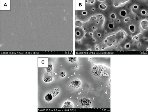 Figure 3 Surface morphology observed by scanning electron microscope.Notes: (A) Smooth Ti implant, (B) MAO-treated Ti implants, and (C) the antibacterial coating.Abbreviations: Ti, titanium; MAO, microarc-oxidized.