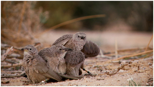 Figure 1. Arabian babblers—the only cooperative-breeding bird in Israel.