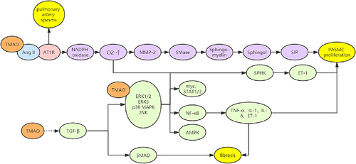 Figure 3 Multiple mechanisms of TMAO involved in CVD. (I) Delaying the action time of Ang - II, leading to continuous arterial spasm and activating MMP-2 pathway and ET-1; (II) Increase the expression of downstream inflammatory factors and ET-1 through MAPK pathway; (III) Activate TGF- β/ Smad pathway mediates fibrosis; (IV) Affect platelet function, increase blood lipid and blood viscosity.Citation25–33