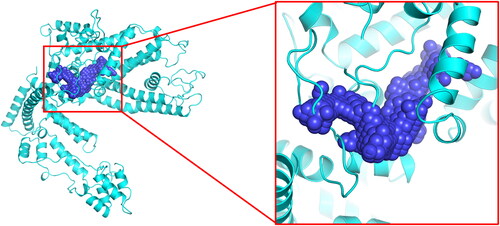 Figure 2. POCASA predicts protein active pockets of TRPC1. Purple beads represent potential active sites.