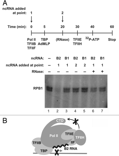 Figure 4 To repress phosphorylation of the CTD by TFIIH, B2 RNA must build into complexes on promoter DNA along with Pol II. (A) The time course indicates the points at which general transcription factors, Pol II and B2 RNA (or B1 RNA) were added to reactions. B2 RNA was added either before (point 1) or after (point 2) pre-initiation complex formation. Where indicated, complexes were treated with RNase 1 (10 U, NEB) prior to adding TFIIE and TFIIH. (B) Model depicting that the presence of B2 RNA at a promoter prevents phosphorylation of Ser5 residues on the CTD by TFIIH.