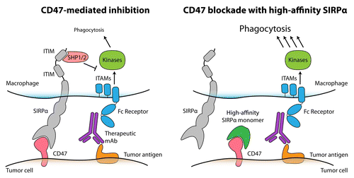 Figure 1. High-affinity SIRPα variants reduce the threshold for macrophage phagocytosis, thus enhancing the efficacy of anticancer monoclonal antibodies. Therapeutic monoclonal antibodies (mAbs) engage Fc receptors on the surface of macrophages, hence transducing positive signals via immunotyrosine-based activating motifs (ITAMs) and downstream mediators to stimulate phagocytosis. However, the phagocytic response of macrophages is limited by the expression of CD47 on tumor cells, as CD47 engages macrophage signal-regulatory protein α (SIRPα) to initiate an inhibitory signaling cascades mediated by immunotyrosine-based inhibitory motifs (ITIMs) and resulting in the activation of SHP-1 and SHP-2 phosphatases (left). The administration of high-affinity SIRPα monomers blocks CD47 on malignant cells and hence disables endogenous SIRPα signaling on macrophages. In combination with therapeutic antibodies, high-affinity SIRPα variants stimulate phagocytosis and hence mediate synergistic antitumor responses (right).