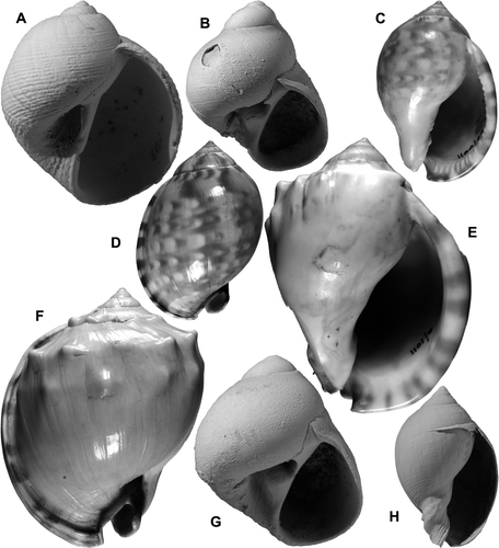 Fig. 21  (A) Eunaticina papilla (Gmelin), holotype of Sigaretus (Naticina) cinctus Hutton, CMC M3014, Landguard Sand (Haweran, OIS 9), Landguard Bluff, Wanganui; H 14.8, D 12.8 mm. (B,G) Taniella planisuturalis (Marwick), 2 large, tall-spired specimens, GS11225, V20/f8002, Darkys Spur Formation (late Nukumaruan), Darkys Spur, W of Devils Elbow, Hawke's Bay; B, H 16.8, D 13.7 mm; G, H 18.2, D 15.3 mm. (C-F,H) Semicassis labiata (Perry); C,D, lectotype of Cassis achatina Lamarck and neotype of Cassidea labiata Perry, 1811, MHNG 1100/99; unlocalised (type locality Port Jackson, Sydney, Australia); height 53 mm; E,F, 2 syntypes of Cassis zeylanica Lamarck, unlocalised (South Africa); E, MHNG 1101/4, ventral view, height 81 mm; F, MHNG 1101/3, dorsal view, height 76 mm; H, GS5833, Y14/f7505A, Te Piki Member (Haweran, OIS 7), Te Piki, near East Cape; height 31.3 mm.